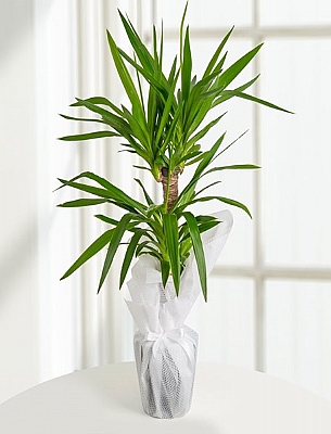 KL YUCCA